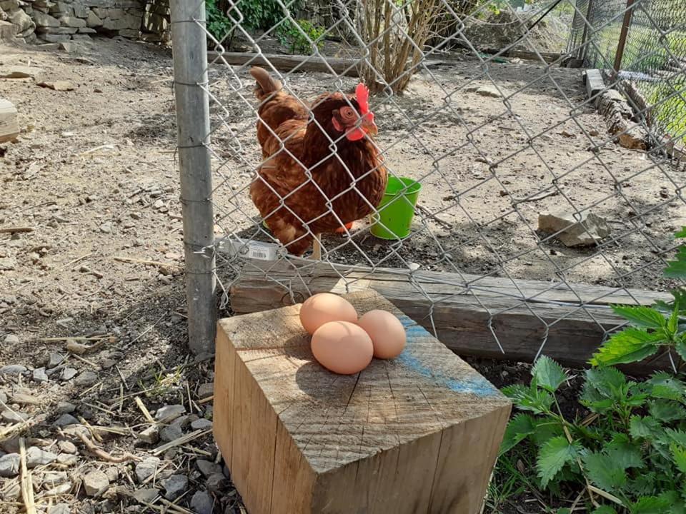 Penzion Mala Farma Nemojany Εξωτερικό φωτογραφία